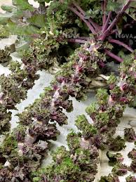 Brotes de flores
