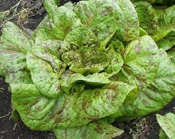 Lechuga, Forellenschluss