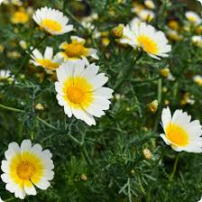 Crown Daisy, Garland