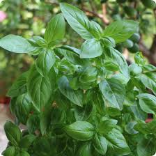 Basil, Genovese
