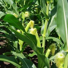 Corn, Sweet Golden Bantam