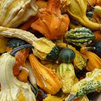 Calabaza, Gremlins Mixtos