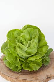 Lechuga, ensalada de Gustav