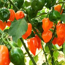 Pimiento, naranja habanero