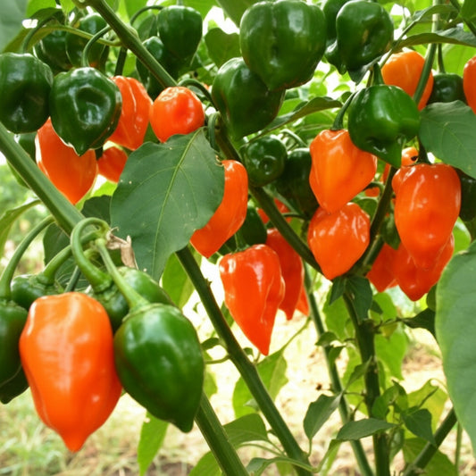 Orange Habanero Pepper Seeds – Heirloom Fiery Hot Favorite