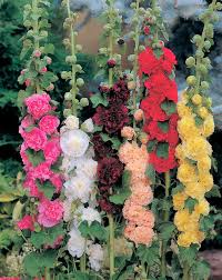 Hollyhock, Chaters Double Mixed