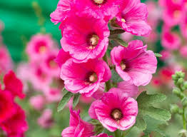 Flores siempre grandiosas