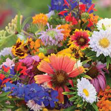 Hummingbird & Butterfly Flower Mix