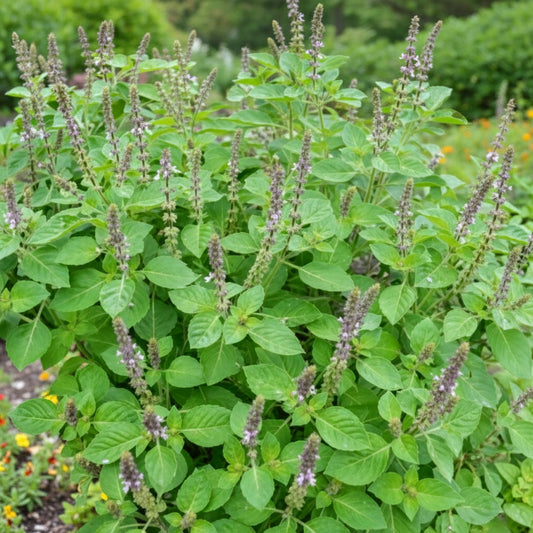 Albahaca dulce