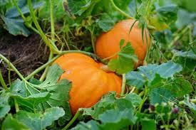 Calabaza, Jack o' Lantern