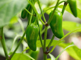 Pimiento, Jalapeño