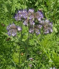 Fiddleneck, Blue Tansy