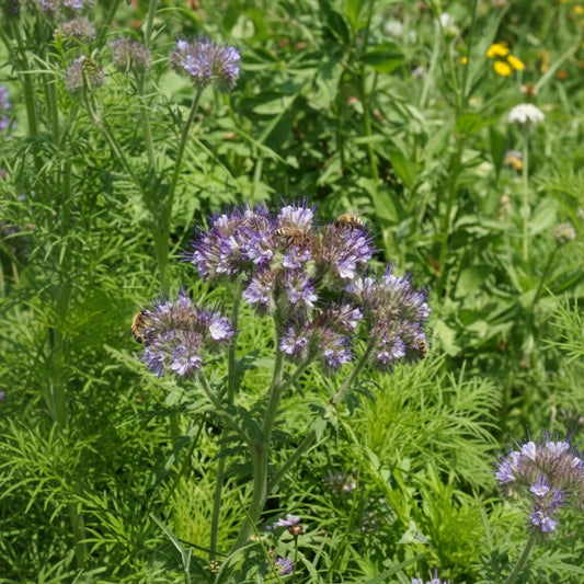 Blue Tansy (Fiddleneck) Seeds – Heirloom Native Pollinator Magnet