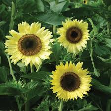 Girasol, reina del limón