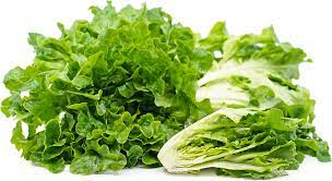 Lechuga, Baby Oakleaf