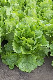 Lechuga, menta crujiente
