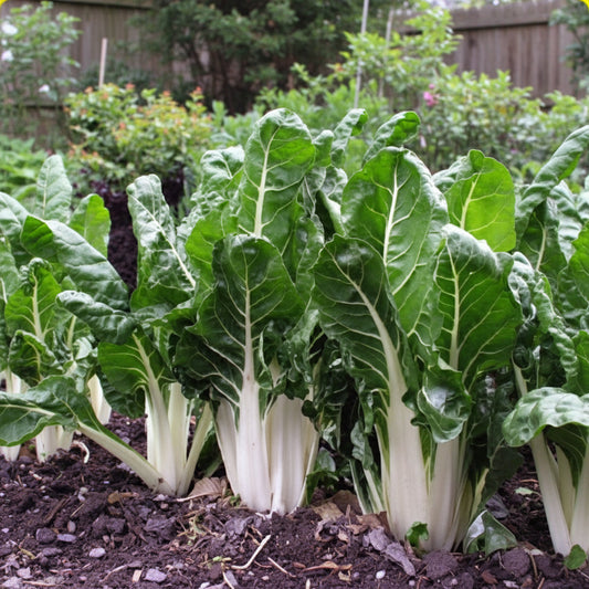 Swiss Lucullus Giant Chard Seeds – Heirloom Heavy Yielder