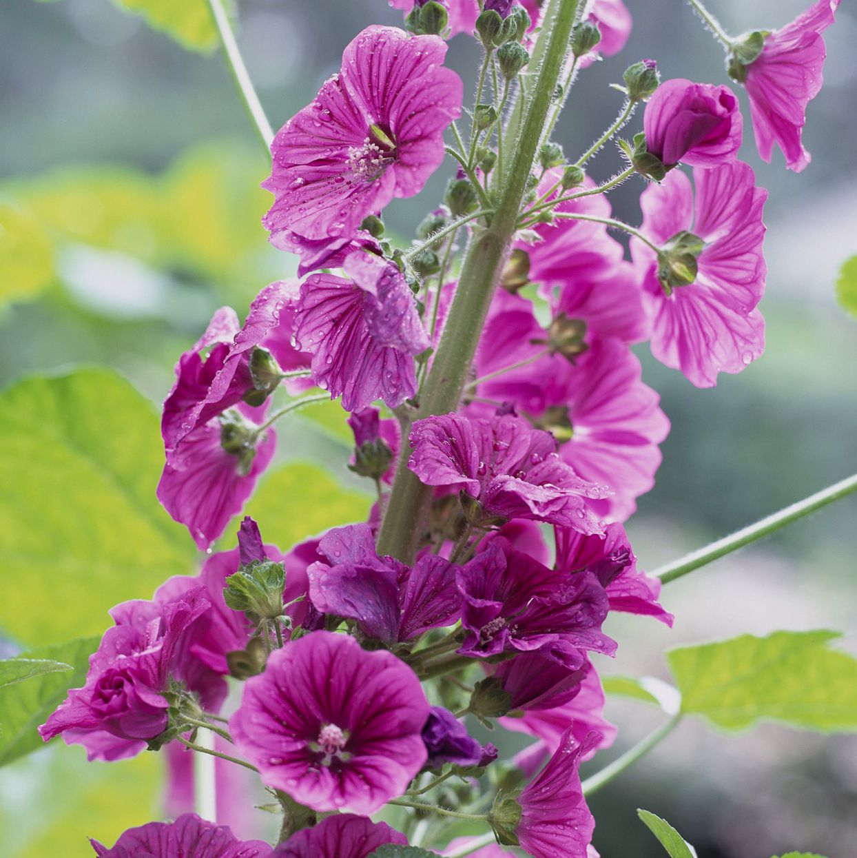 Malva, rosa fuerte