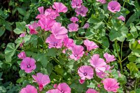 Malva, rosa fuerte