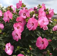 Malva, rosa fuerte