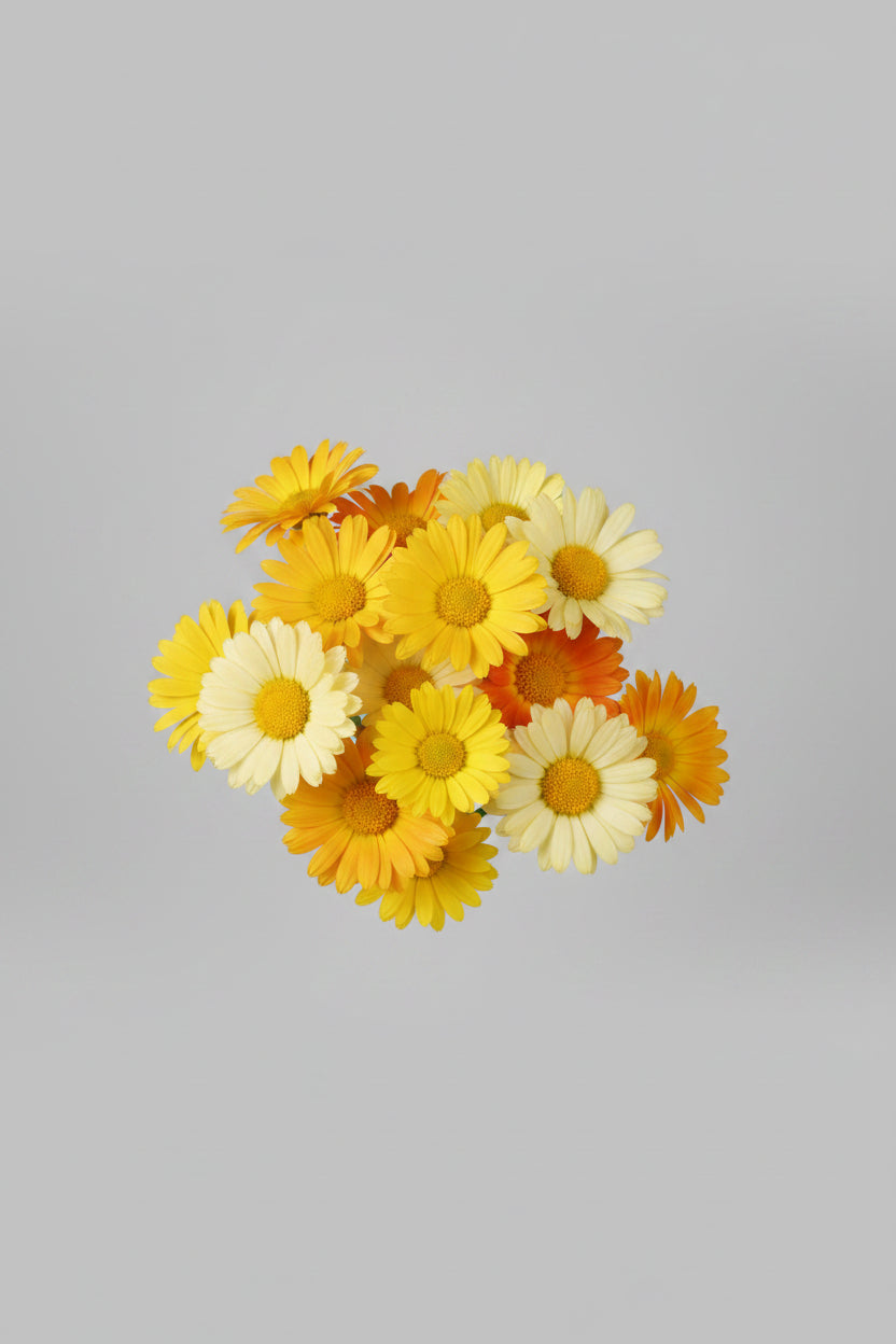Mélange FG de calendula et de marguerites