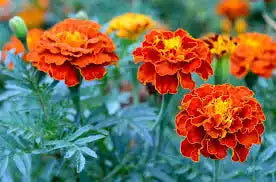 Tagetes / Caléndula