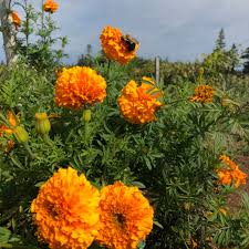 Marigold, Crackerjack Mixed