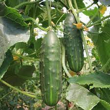 Pepino, Marketmore
