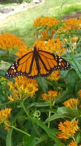 Butterfly Milkweed