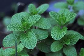 Menta