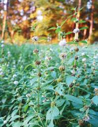 Menta