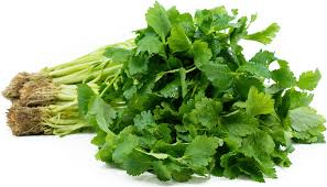 Mitsuba, Japanese Parsley