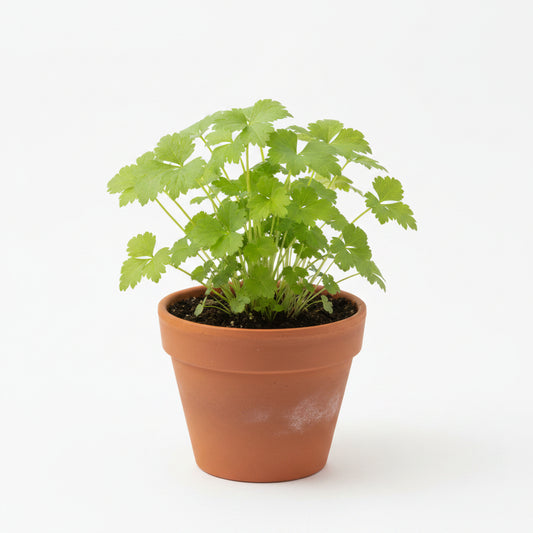 Mitsuba (Japanese Parsley) Seeds – Heirloom Culinary Herb