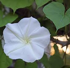 Moonflower
