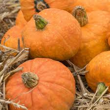 Calabaza, Mooregold