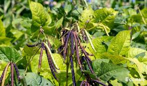 Haricots mungo