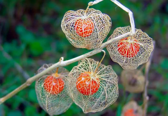 Fleur de 4 heures