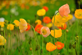 Amapola islandesa