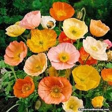 Always Grand Mixed Garden
