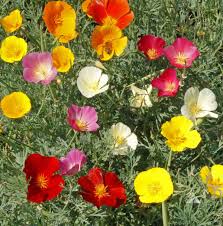 Poppy, California Mixed Colors