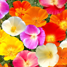 Poppy, California Mixed Colors