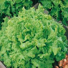 Lechuga, cabeza de premio