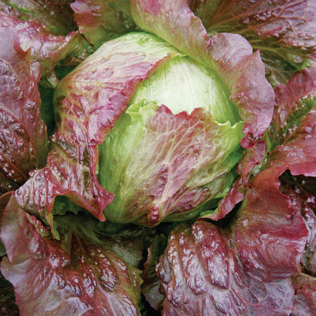 Lechuga Iceberg Roja