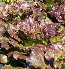 Lechuga Iceberg Roja