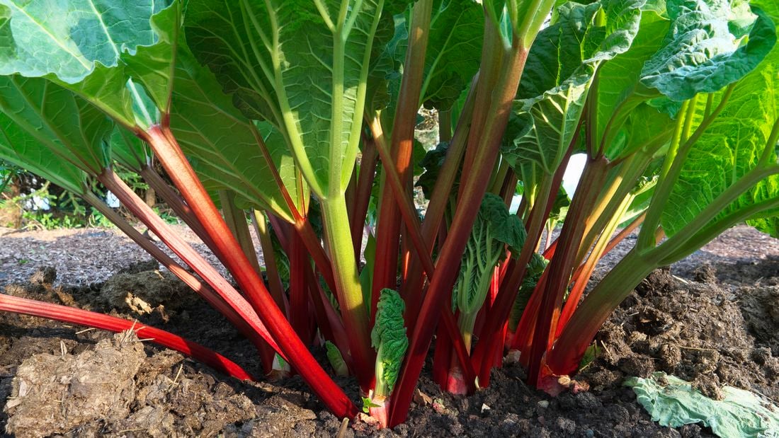 Rhubarbe