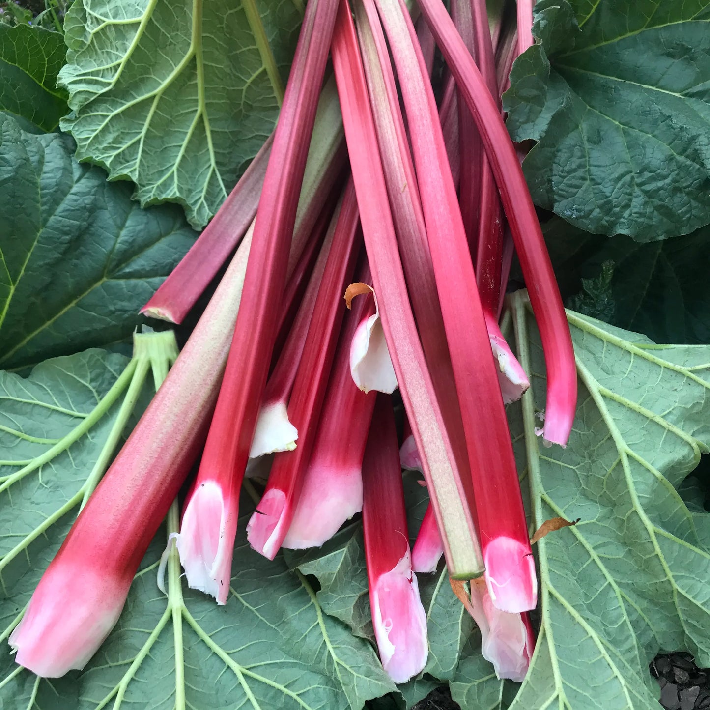 Rhubarbe