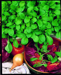 Rúcula (Rucola) Renato