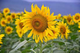 Girasol, mamut ruso