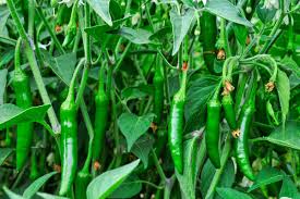 Pimiento, Serrano
