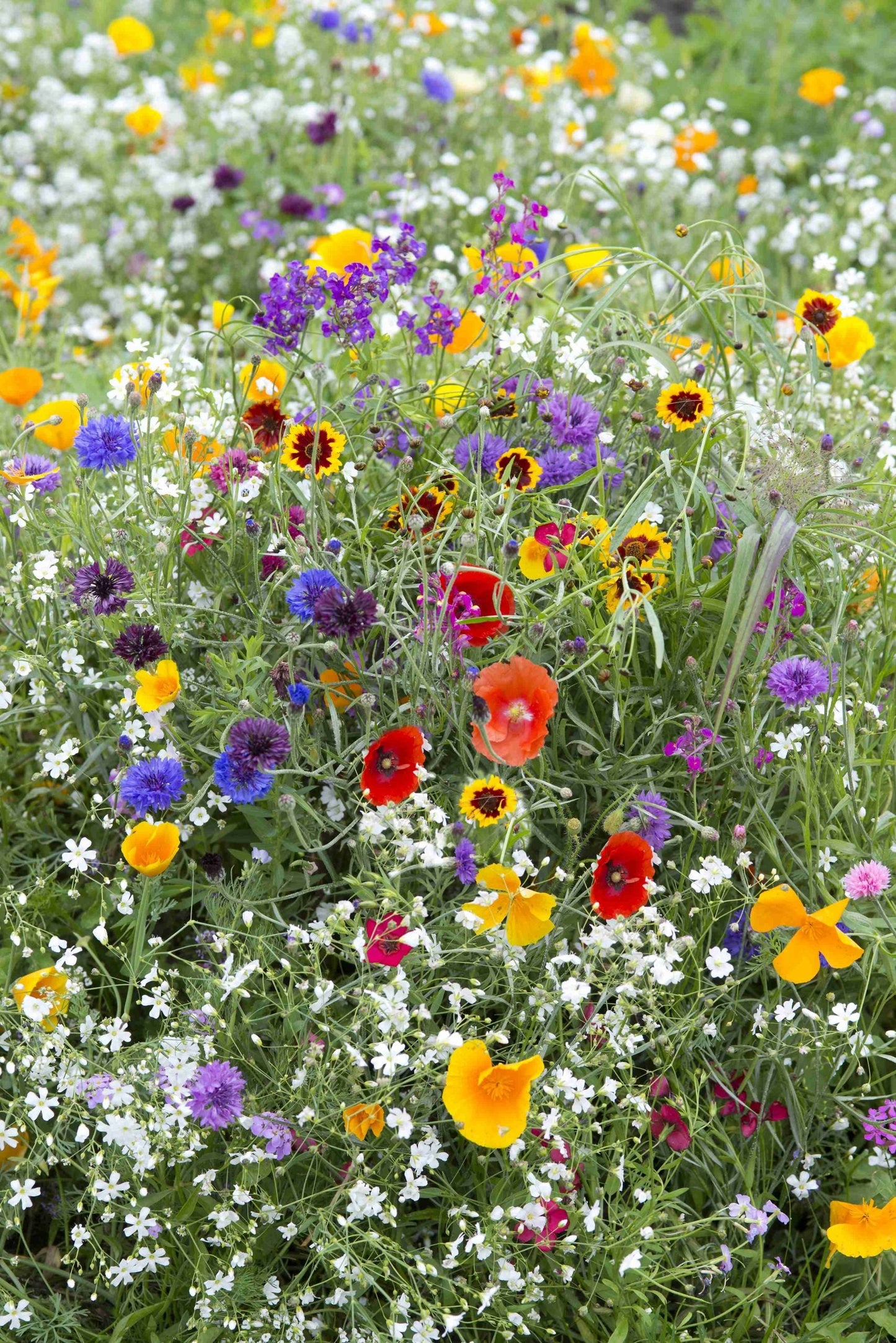 Flores silvestres, mezcla de primavera